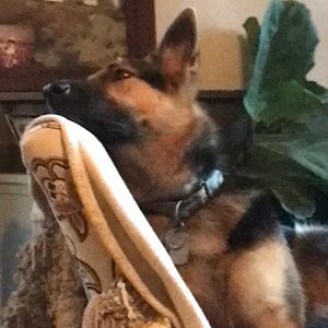 Meet your Posher, Dylan